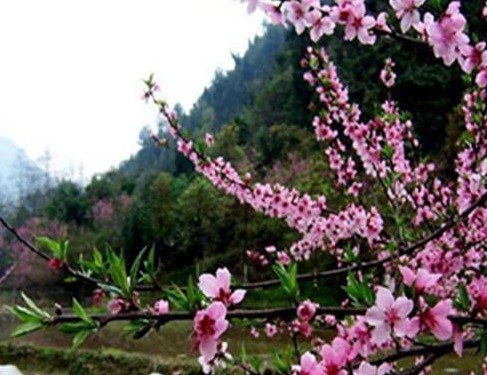 龙泉花果山桃花