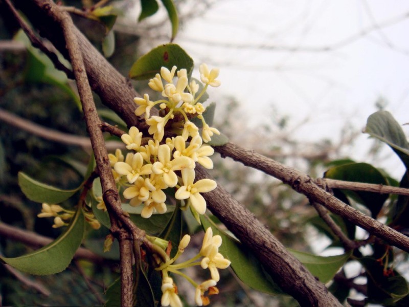 桂花树-植物网