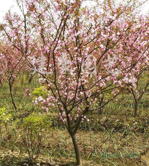 供应四川垂丝海棠