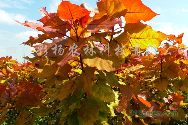 供应“红霞杨”Ⅰ号