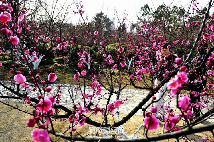 合肥植物园里100多个品种的梅花，已有三成在寒风中尽情绽放。