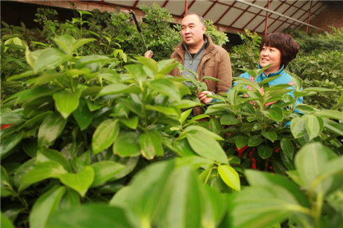 河北：邯郸永年“双节”催热花卉市场