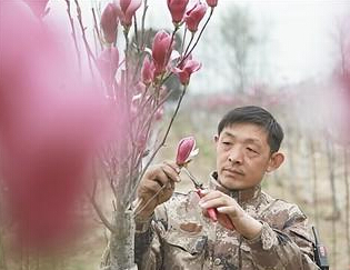 沈陆军在剪玉兰花