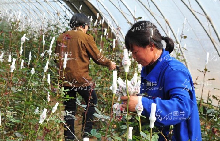 河南省汝南县卉秀实业有限公司技术工人正在收获成熟黑玫瑰。