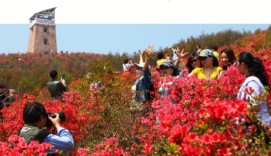 圣井山千亩杜鹃花迎宾客