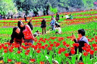 游客在郁金香花海合影