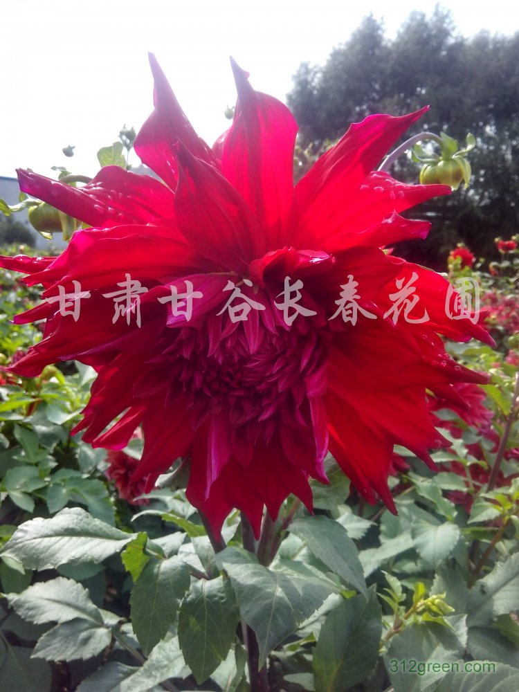 供应大丽花