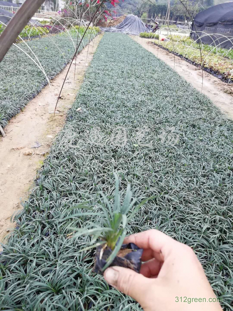 供应玉龙草